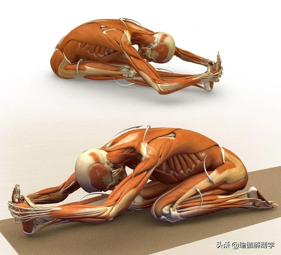 正位瑜伽哈他体式编排,精准正位60分钟瑜伽体式