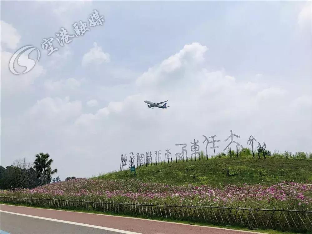 双流空港花田最新进展,双流空港花田开放了吗最新回复