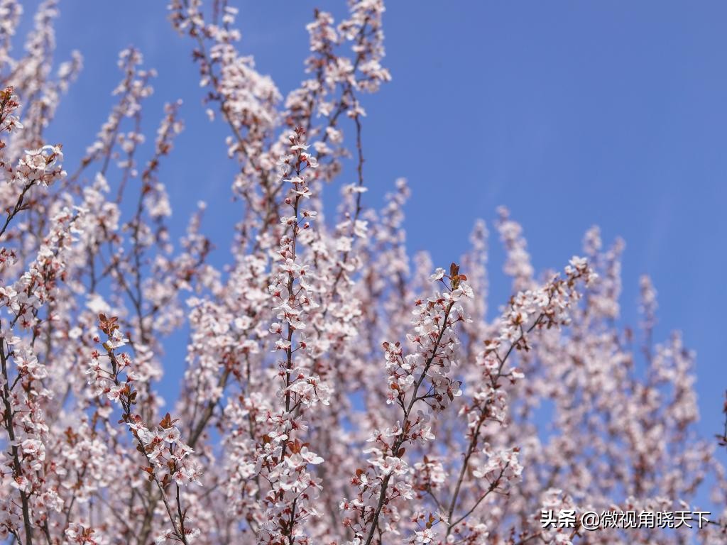 信阳师范学院：回眸但觉烟色浅，不知春意入师院