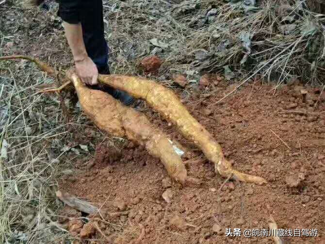 野生皖南葛粉,皖南土特产野生葛粉的功效