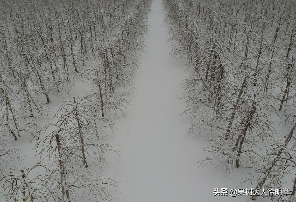 桃树产业,桃树园的发展方向