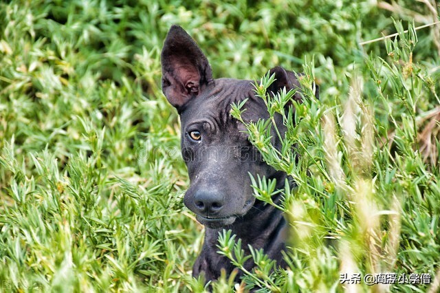 化犬（原创微小说）