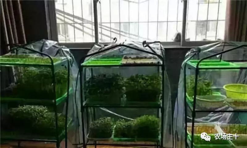 传统方法种菜也能致富的方法,纸上种菜怎么赚钱