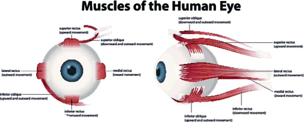 有眼袋是不是真的显老,有眼袋人显老快试试这个方法吧