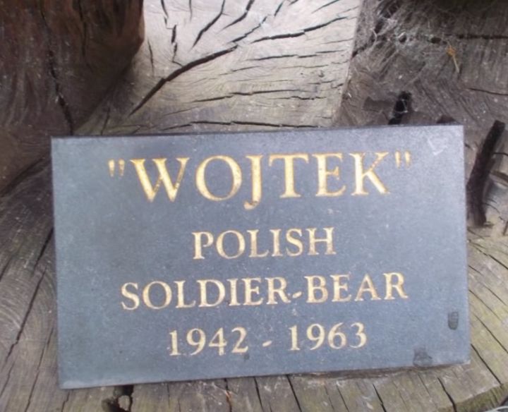 最骚士兵熊：抽烟喝酒花钱，样样在行，还是个战斗英“熊”