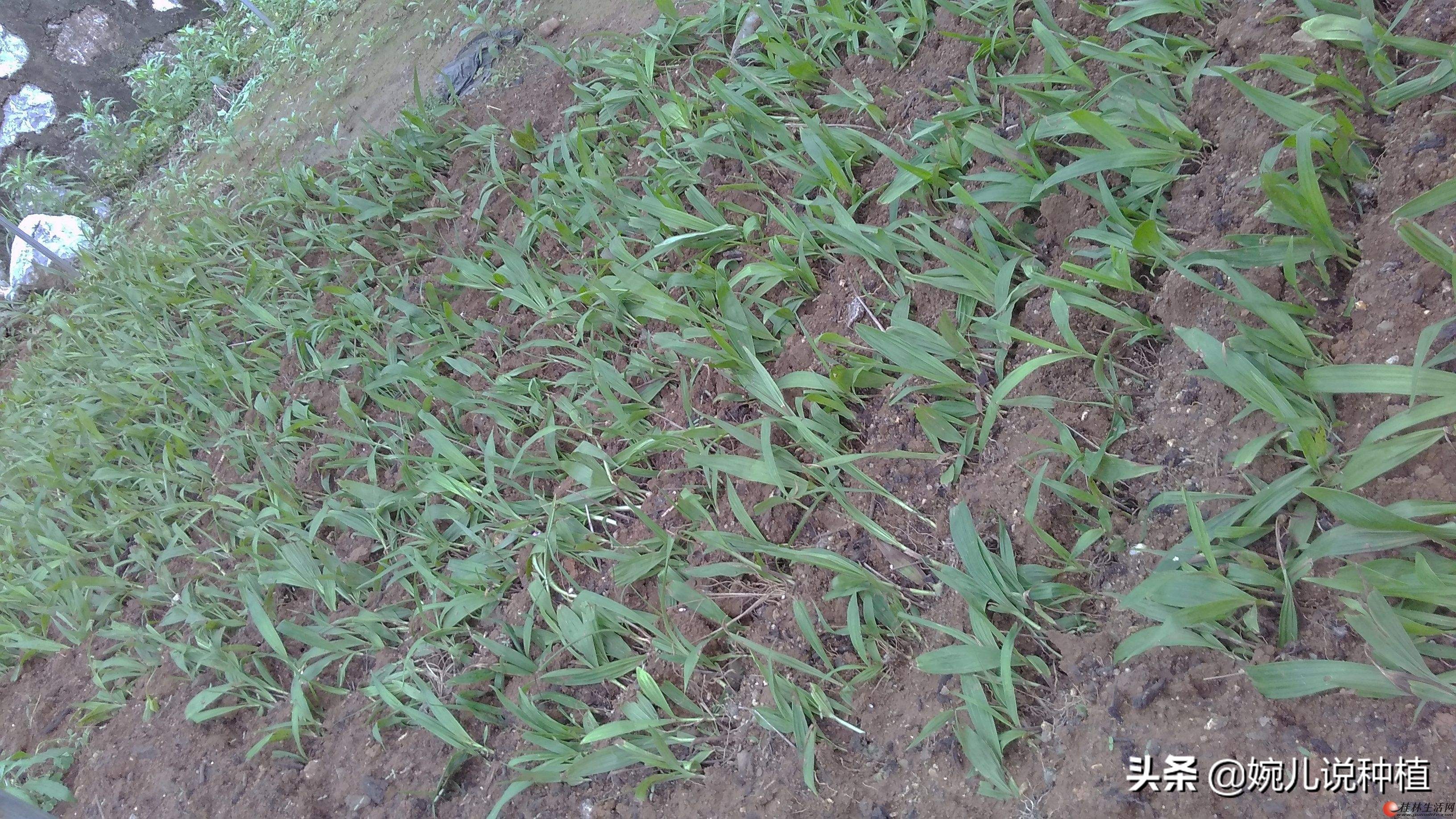 农村种植作物怎么赚钱的,三农种植哪种最赚钱快