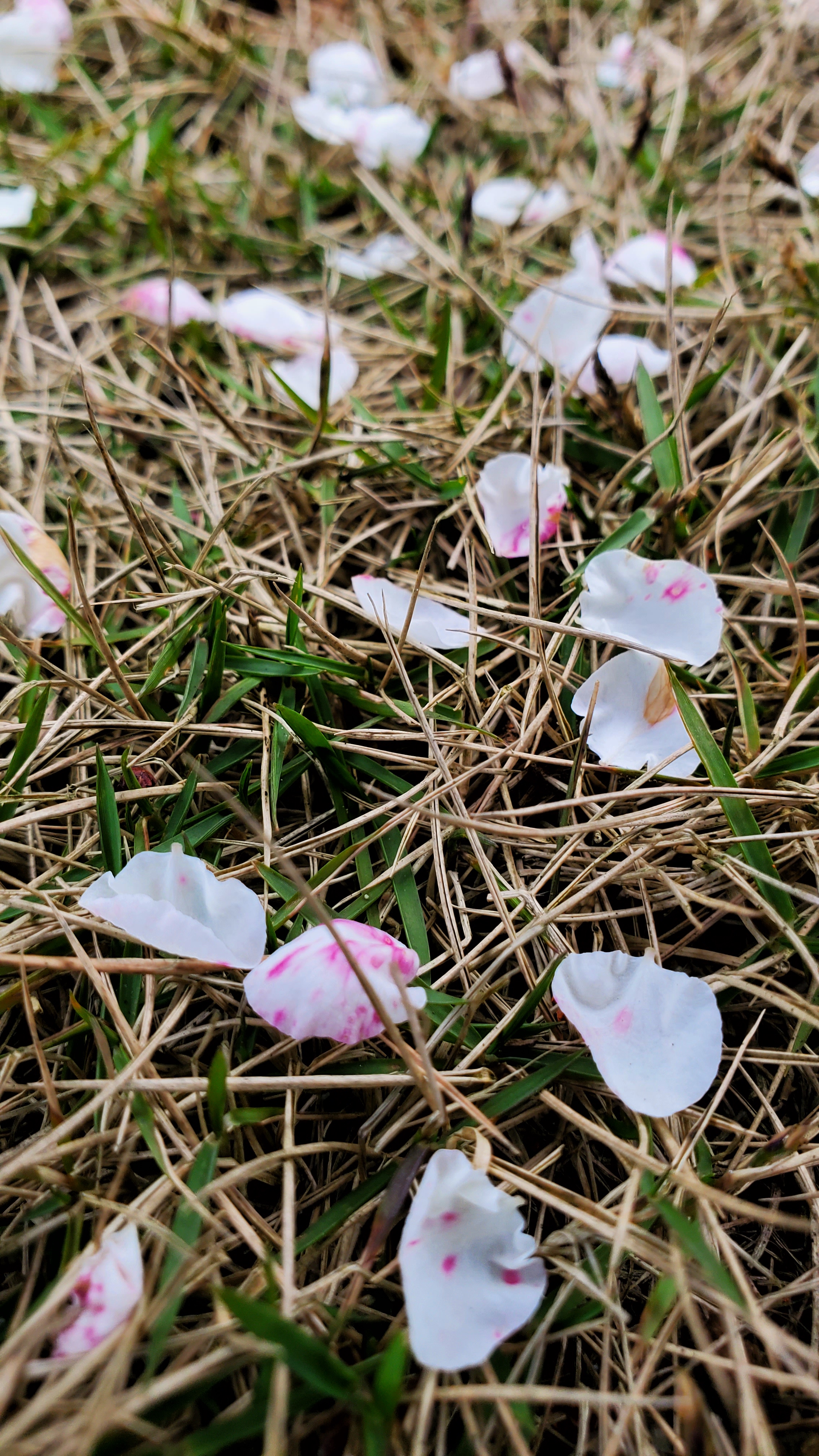 和春住。带着小神兽去踏青