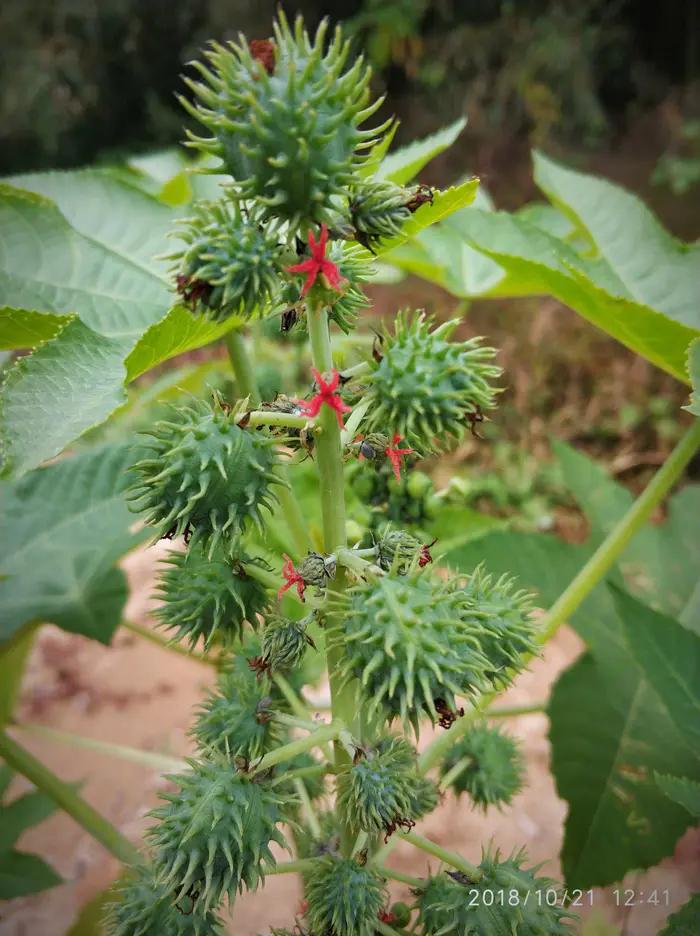 嘉实多润滑油标志,嘉实多润滑油新闻