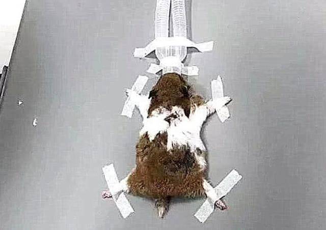 仓鼠不吃不喝，兽医要求去拍核磁共振，收到账单后却不想说话了