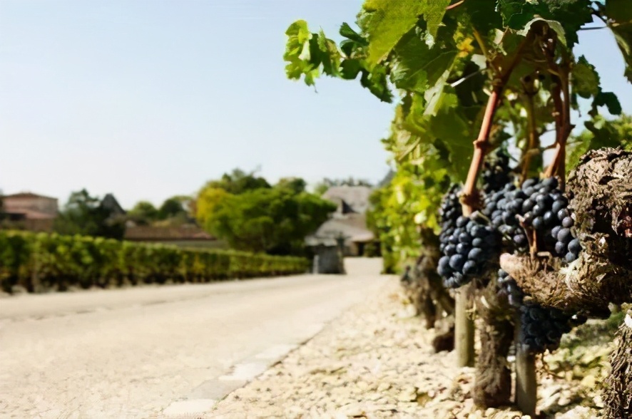 法国十大顶级酒庄排名,法国十大酒庄红酒品牌