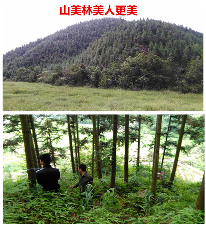 林业礼赞——世界最后一滴水将是人类的眼泪吗