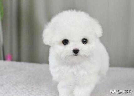 比熊犬多少钱一只小体,比熊多少钱一只正常价格表