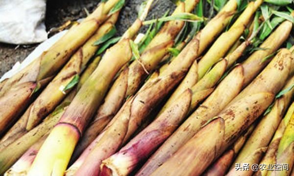 干竹笋是怎么加工而成的,竹笋怎么加工