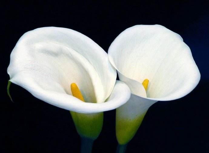 北方野外成簇的白色小野花,野外野花最好看的有哪些