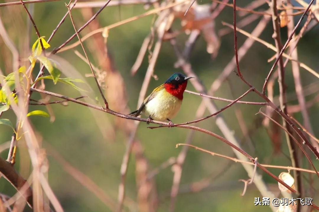 观鸟入门,观鸟小贴士
