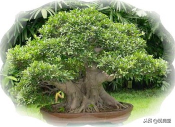 丛林式盆景欣赏,盆景欣赏及制作