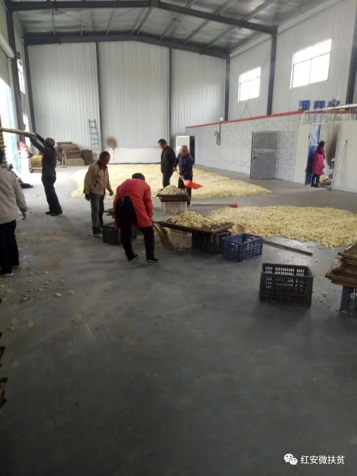 海报｜南京“小洋金菊”落户湖北红安助力脱贫攻坚