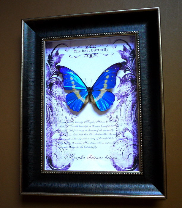 价值倾城的昆虫界颜值担当——光明女神蝶:虫界C位就是我