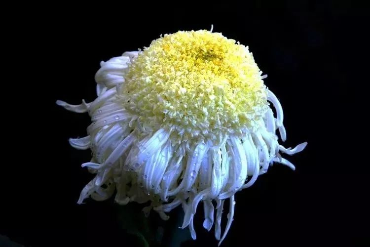 花中四君子菊花国画用笔,花中四君子菊花高清图片