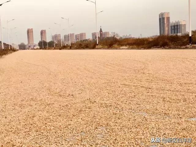 雄安新区纪事:容城印象