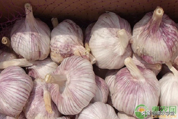 现在大蒜多少钱一斤？2018年12月份全国大蒜价格行情预测