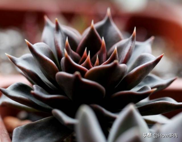 普货多肉皮实,普货好养的多肉有哪些