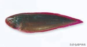 40种常见淡水鱼,45种常见海鱼名称