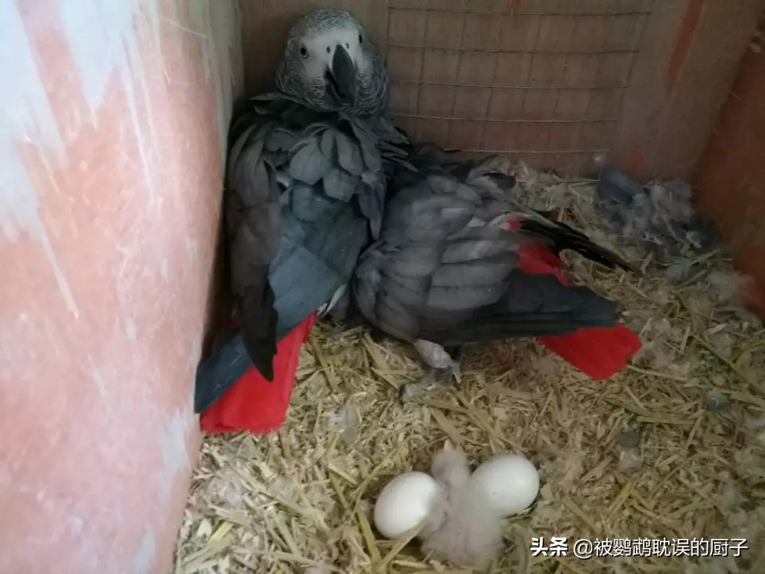 鹦鹉如何度过夏天,夏季来了家养鹦鹉怎么驱蚊