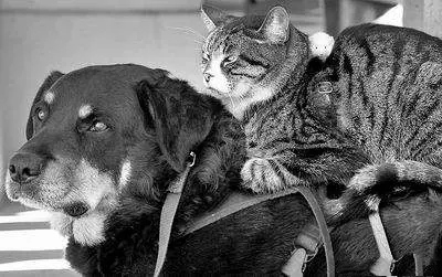 为什么看见猫就很讨厌,为什么猫那么让人讨厌