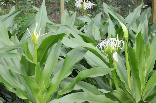 整合——28种青草药,赶快收藏备用!