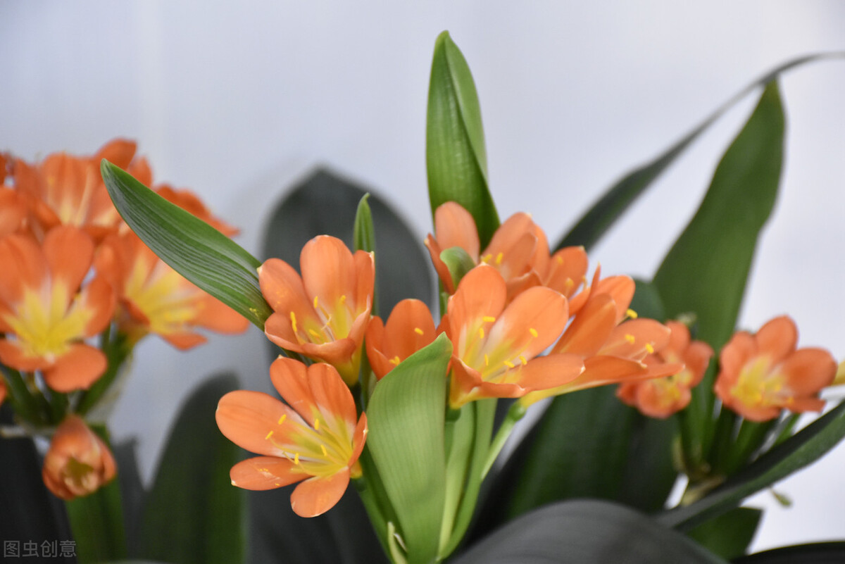 君子兰换盆要不要把老土全部换掉,老花匠给君子兰换盆的口诀