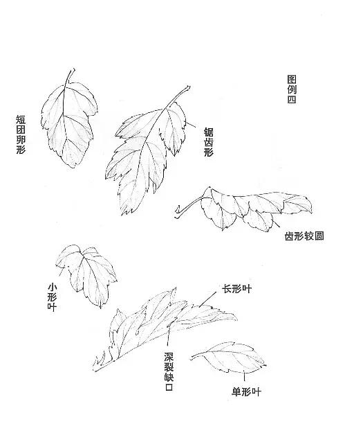胡玉德菊花国画技法步骤,菊花叶子国画教程