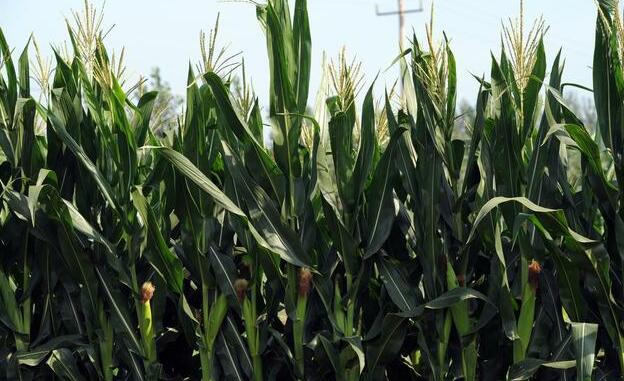 叶面肥用于蔬菜怎么使用,叶面肥这么用增产增收