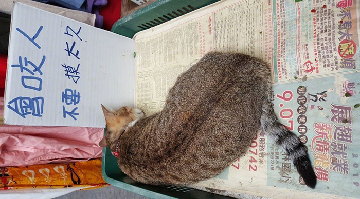 狸花猫50块钱,狸花猫五块钱一只