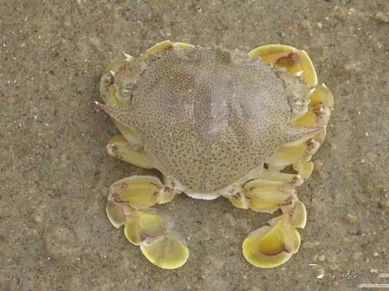 开海什么海鲜最好,开海季肥美海鲜