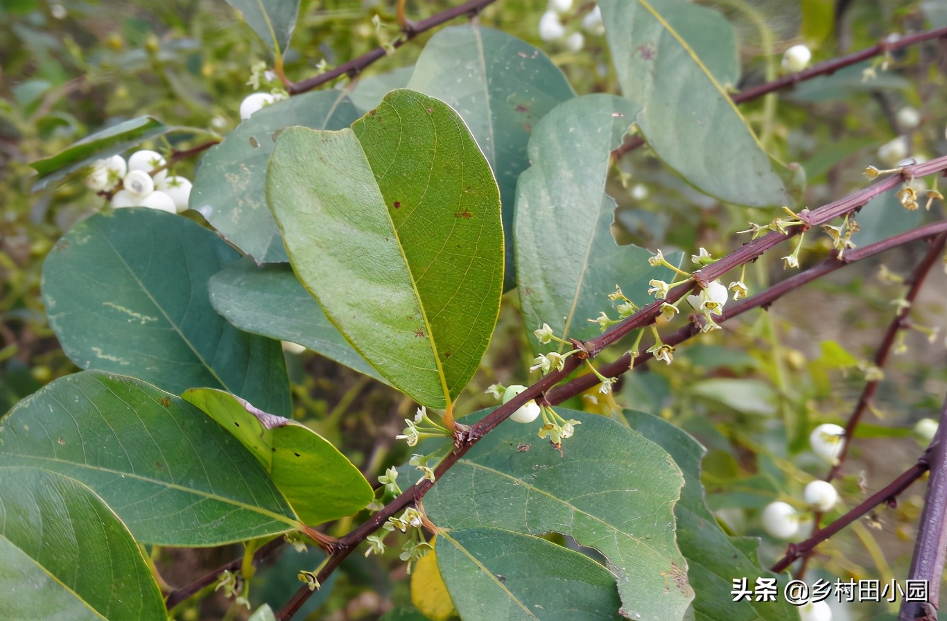 爆米花的药用价值,爆米花有没有药用价值