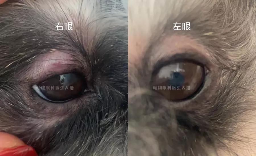 狗狗睑板腺炎最佳治疗方法,狗狗睑板腺炎反复肿怎么办