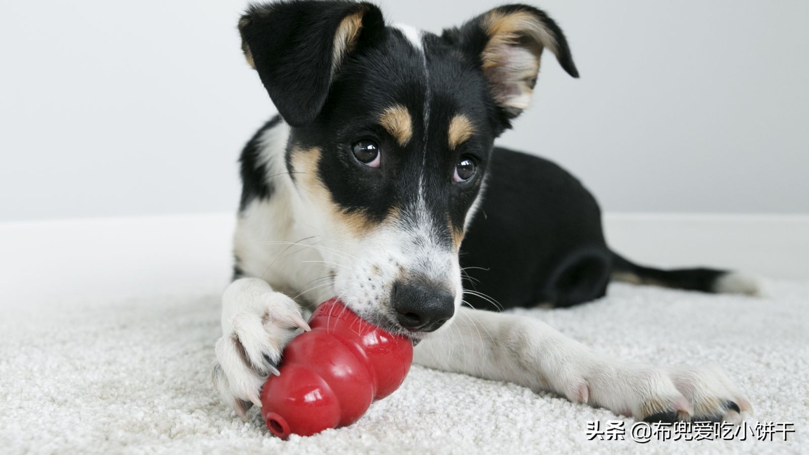 狗狗分离焦虑必须用笼子吗,狗狗有分离焦虑怎么训练