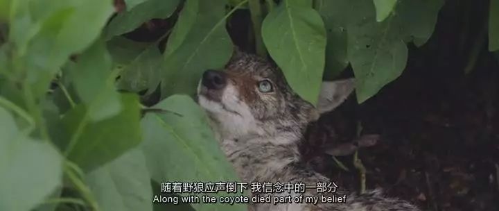 田园牧歌有哪些,田园牧歌纪录片