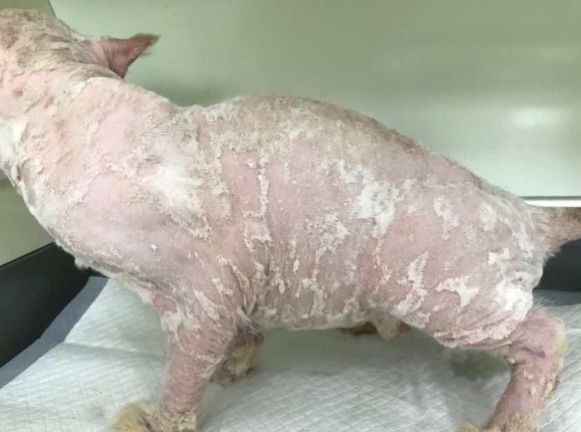 毛真菌感染治疗方法,毛孩子反复感冒怎么办