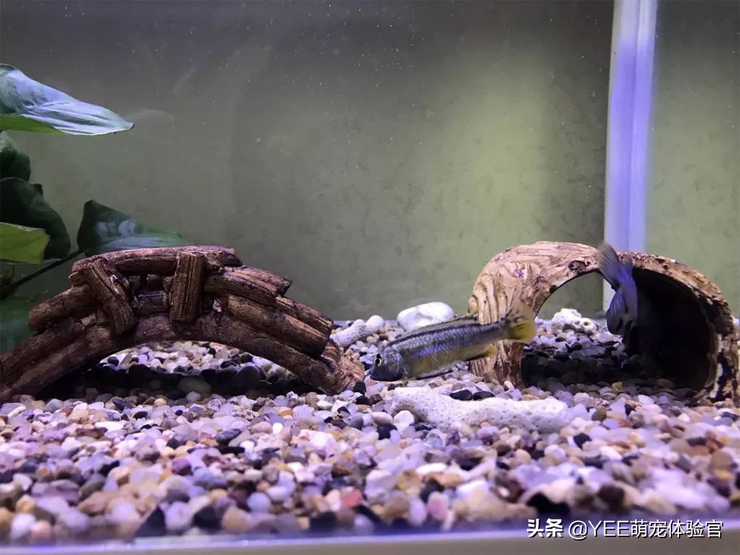 非洲凤凰:马湖小杂鲷,贪吃好斗价格低,一心只想做缸霸