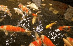 适合自己在家染的发色,今年最流行的发色染了就不想换