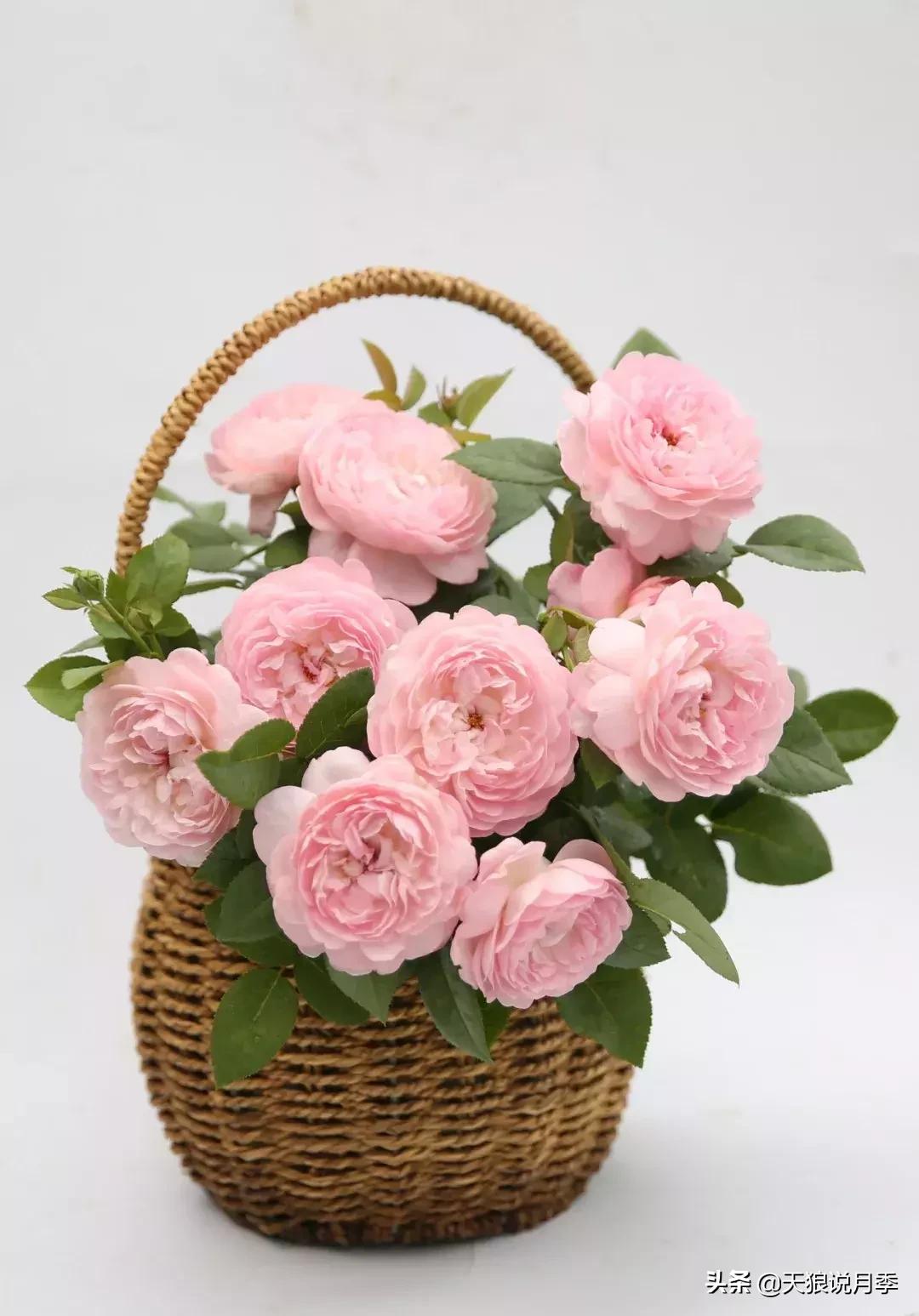 天狼月季新品月季幻紫耐热又梦幻,天狼推荐黄色月季