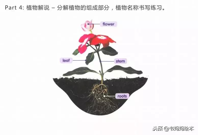 英文绘本好处,英文绘本书怎么做