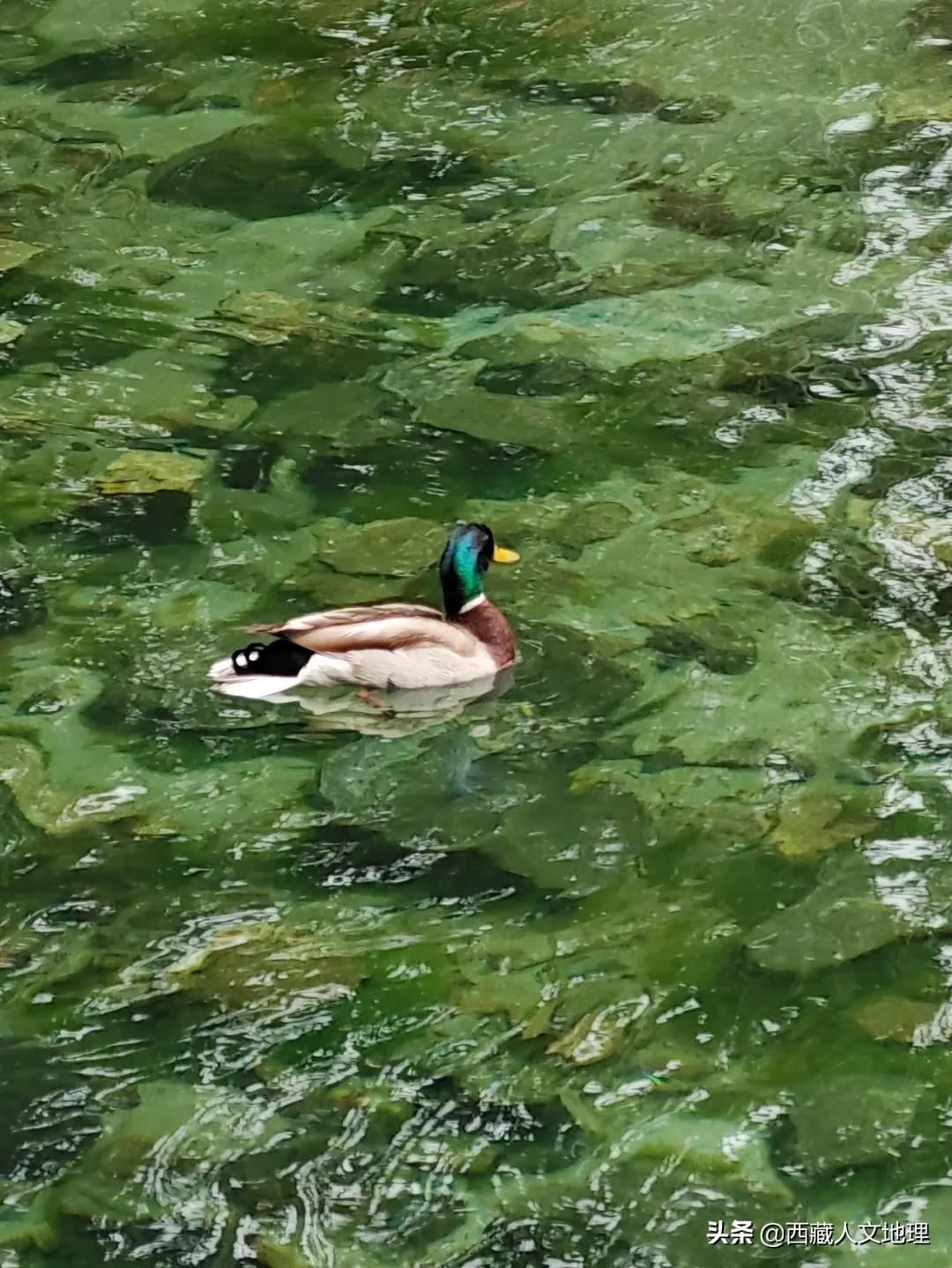 拉萨昼晴夜雨的天气,今天拉萨有没有雨景