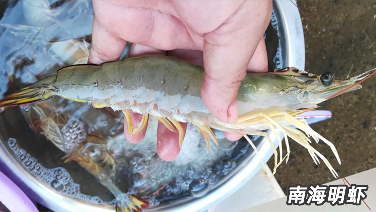 基围虾由什么得名,基围虾真的是品种名么