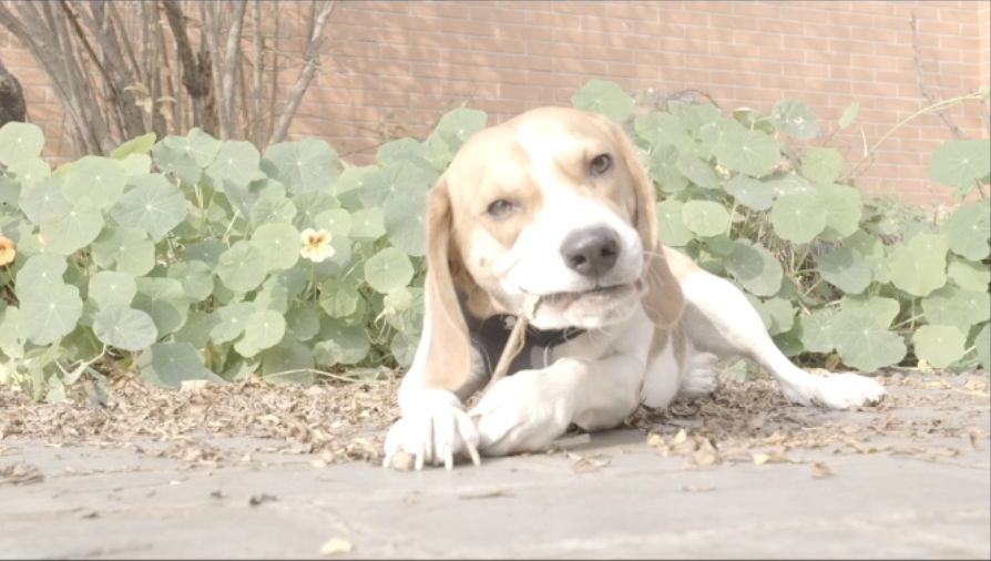 方便录视频的美颜相机,方便录像的手机