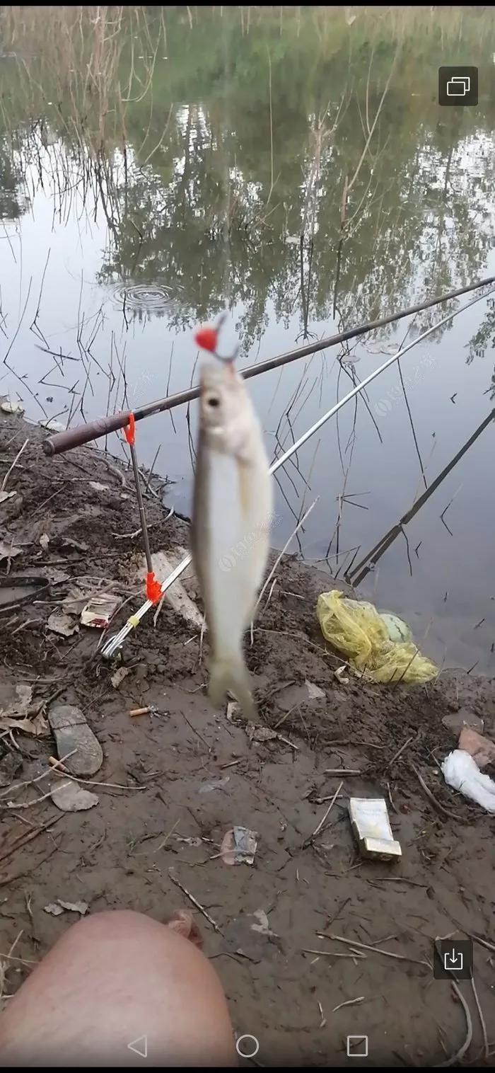 探钓废旧鱼塘之断竿,一波三折