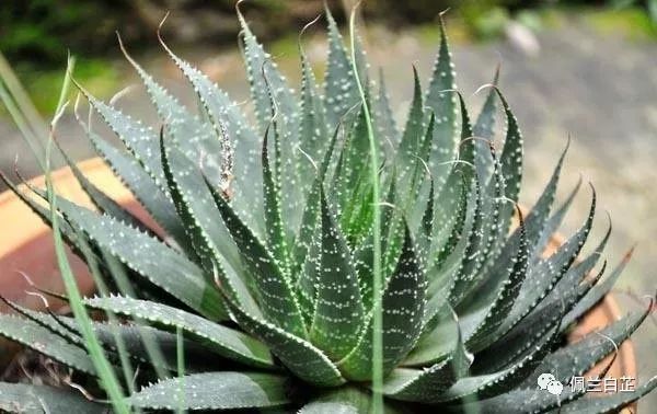 万能的芦荟胶真的有用吗,芦荟能快速起效吗