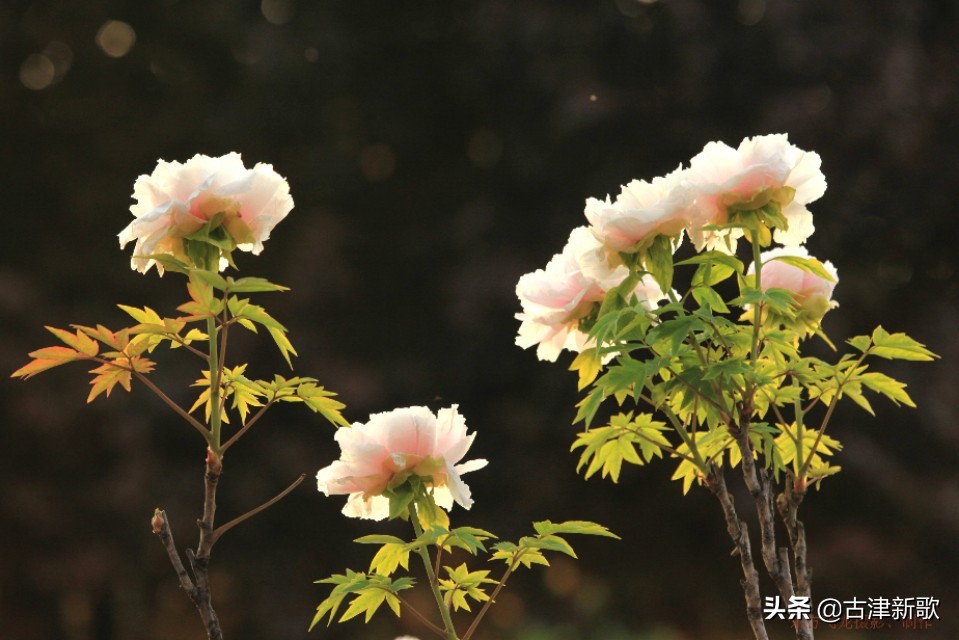 最美牡丹诗词20首,研究牡丹花